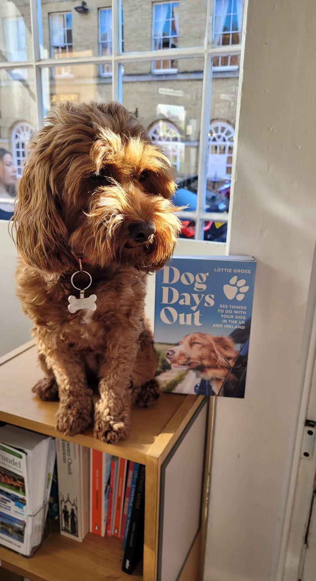 Essie, a copper-coloured cockerpoo, sitting by the shop window